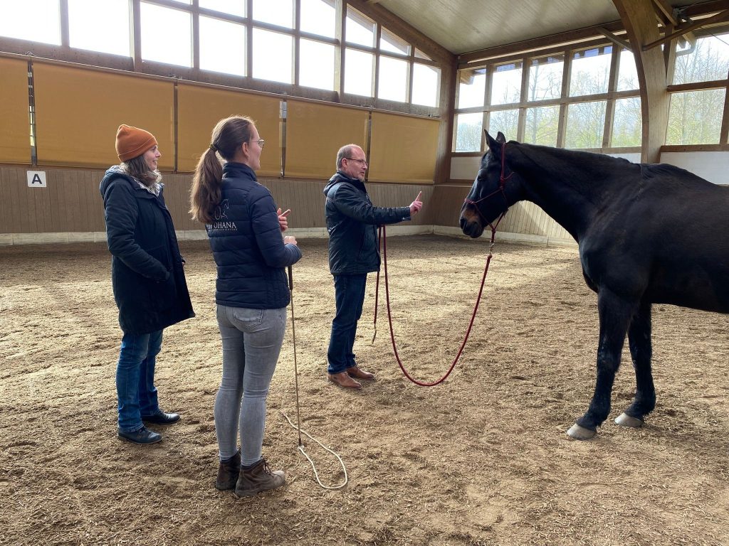 Pferdeflüstern für Anfänger